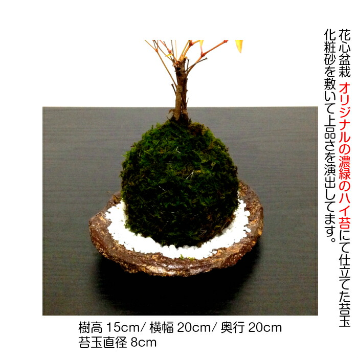 盆栽 苔玉 即日出荷 樹齢3年 南天苔玉ミニ盆栽 2本立ち 年間通して花と実が楽しめる南天 古来からの縁起物植物 盆栽 ミニ盆栽 盆栽 ミニ 苔玉 プレゼント 和インテリア盆栽 癒し 植物 盆栽 フラワーギフト 吉祥盆栽 縁起物盆栽 Schwimmbad Delphine De