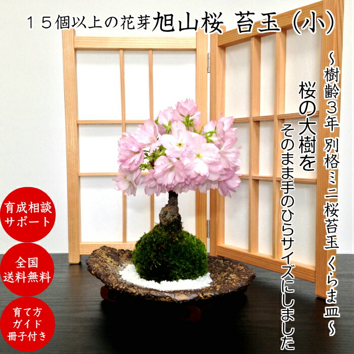 桜 盆栽 旭山桜 苔玉 小 15個の蕾付 国内在庫 樹齢3年 八重桜 室内 観葉 ギフト インテリアグリーン 誕生日 プレゼント 還暦 モダン盆栽