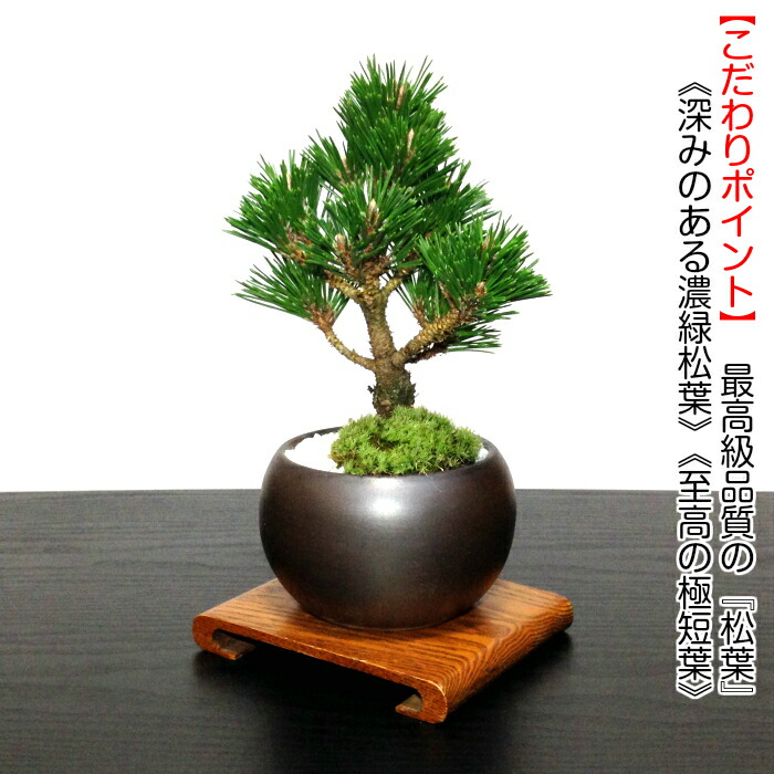 盆栽 盆栽 松 吉祥黒松 希少 千寿丸 盆栽 長寿梅 寿セット 縁起 ミニ盆栽 室内 Wプレゼント特典 四国ブランド盆栽 樹齢3年 黒松盆栽 盆栽 ミニ 室内 初心者 趣味 誕生日 還暦 内祝い ミニ観葉 結婚記念日 盆栽 ギフト 花心盆栽 店盆栽 長寿祈願セット黒松 長寿梅赤花 盆栽 盆栽 松 吉祥黒松 希少 千寿丸 盆栽 長寿梅 寿セット 縁起 ミニ盆栽 室内 Wプレゼント特典 四国ブランド盆栽 樹齢3年 黒松盆栽 盆栽 ミニ 室内 初心者 趣味 誕生日 還暦 内祝い ミニ観葉 結婚記念日 盆栽 ギフト 花心盆栽 店盆栽 長寿祈願セット黒松 長寿梅赤花