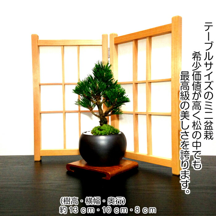 盆栽 盆栽 松 吉祥黒松 希少 千寿丸 盆栽 長寿梅 寿セット 縁起 ミニ盆栽 室内 Wプレゼント特典 四国ブランド盆栽 樹齢3年 黒松盆栽 盆栽 ミニ 室内 初心者 趣味 誕生日 還暦 内祝い ミニ観葉 結婚記念日 盆栽 ギフト 花心盆栽 店盆栽 長寿祈願セット黒松 長寿梅赤花 盆栽 盆栽 松 吉祥黒松 希少 千寿丸 盆栽 長寿梅 寿セット 縁起 ミニ盆栽 室内 Wプレゼント特典 四国ブランド盆栽 樹齢3年 黒松盆栽 盆栽 ミニ 室内 初心者 趣味 誕生日 還暦 内祝い ミニ観葉 結婚記念日 盆栽 ギフト 花心盆栽 店盆栽 長寿祈願セット黒松 長寿梅赤花