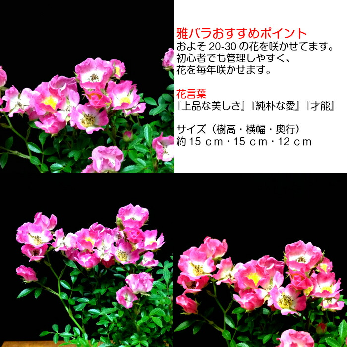 hanagokoro bonsai rakuten global market white pink flower horse horse flower size