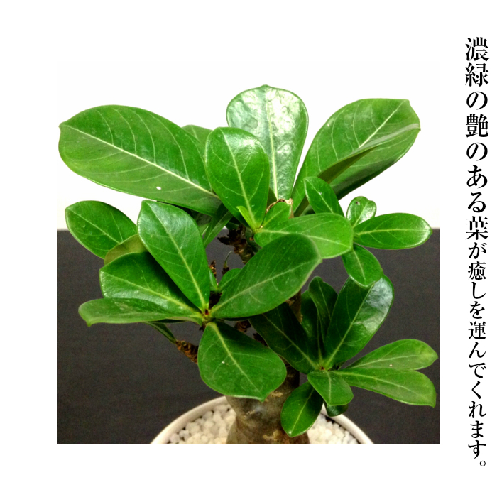 多肉植物 塊根植物 即日出荷 アデニウム 砂漠のバラ ミニ観葉 盆栽 育て方指南書同梱 幸運招来 癒し与える塊根観葉 盆栽 ミニ ミニ盆栽 誕生日 プレゼント 癒し観葉植物 引っ越し お祝い 送料無料 多肉植物 サボテン 男前インテリア Giosenglish Com