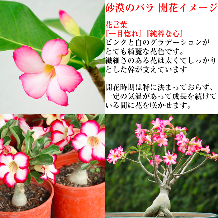 売れ筋ランキングも 多肉植物 コーデックス 一点もの 現品 樹齢15年 塊根植物 日時指定可 アデニウム 砂漠のバラ ミニ観葉 育て方指南書同梱 幸運招来 癒し与える塊根観葉 盆栽 ミニ 誕生日 プレゼント 癒し観葉植物 引っ越し お祝い 送料無料 多肉植物 サボテン 男前