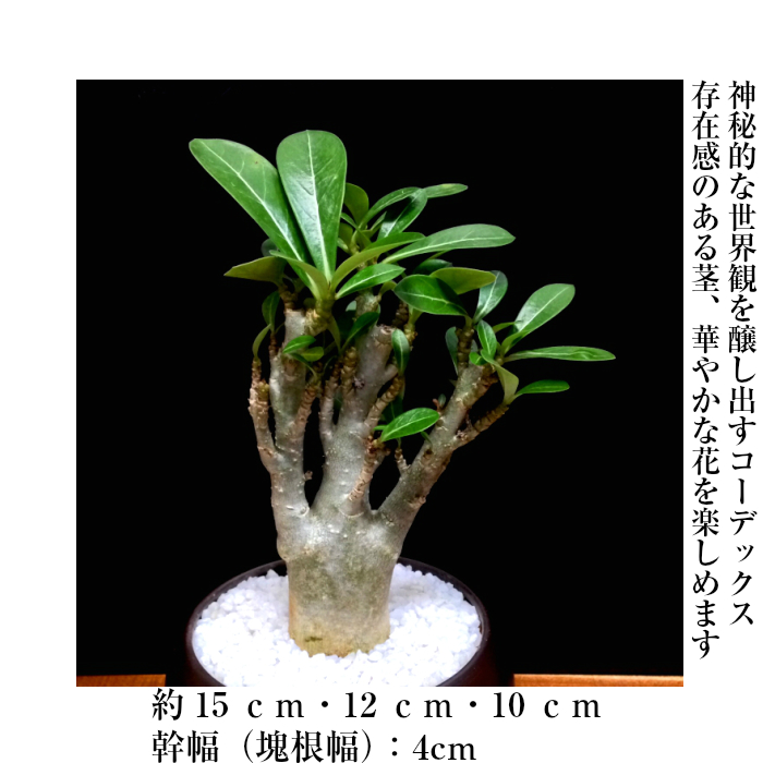 多肉植物 塊根植物 即日出荷 アデニウム 砂漠のバラ ミニ観葉 盆栽 育て方指南書同梱 幸運招来 癒し与える塊根観葉 盆栽 ミニ ミニ盆栽 誕生日 プレゼント 癒し観葉植物 引っ越し お祝い 送料無料 多肉植物 サボテン 男前インテリア Giosenglish Com