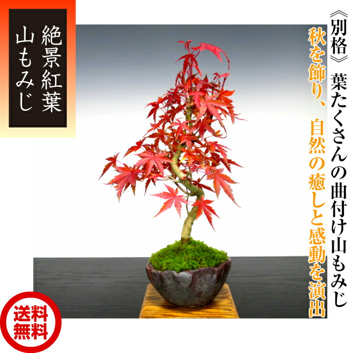 樹齢5年 父の日 極美葉の山もみじ盆栽 曲付け山もみじミニ盆栽 盆栽 紅葉 送料無料 還暦盆栽 室内盆栽 もみじ 樹齢5年 ミニ もみじ 盆栽 楽天盆栽部門1位受賞 プレゼント 盆栽 店盆栽 極美葉の曲付け山もみじ盆栽 誕生日 もみじ 絶景山もみじ盆栽 即日出荷可 フラワー