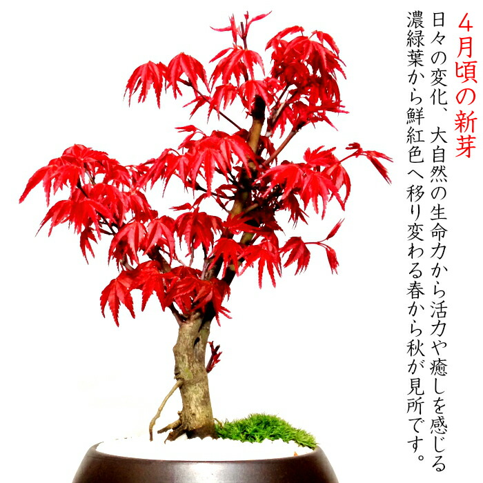 盆栽　もみじ＜出猩々＞（Ｒ－４） 出猩々もみじの盆栽｜盆栽妙 \u2013 盆栽妙 本店