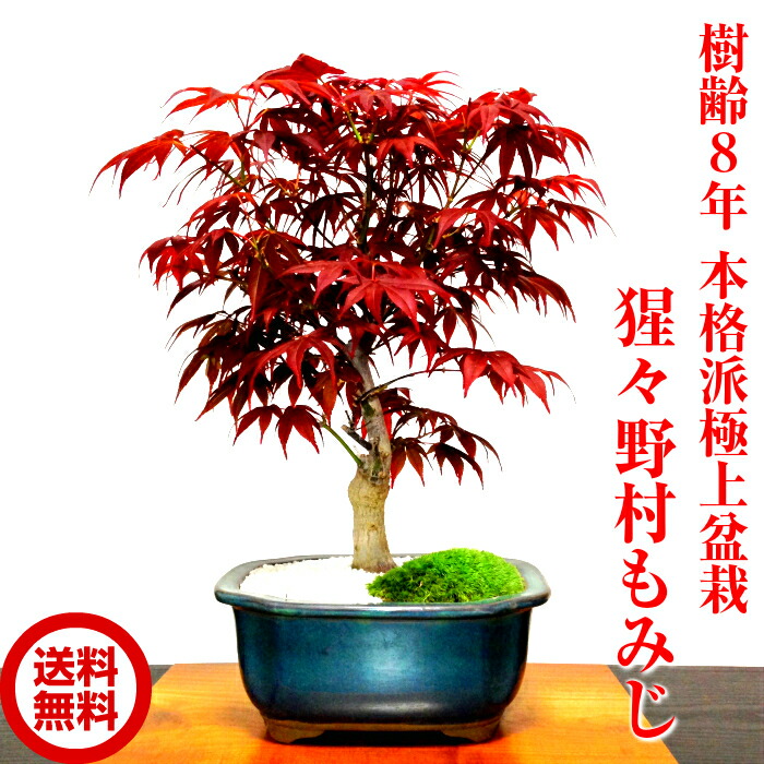 盆栽 もみじ 稀代 本格一党御膳上等盆栽 樹齢8年歯 猩々野村もみじ 槭盆栽 癒しの草木 部屋に飾り付ける植物 もみじ盆栽 盆栽 降誕日曜 付与 盆栽 ミニ 部屋に飾る盆栽 標樹 家移り祝賀 もみじ 近代的盆栽 盆栽戴物 母さんの日 父様の日 敬老の日 Barlo Com Br