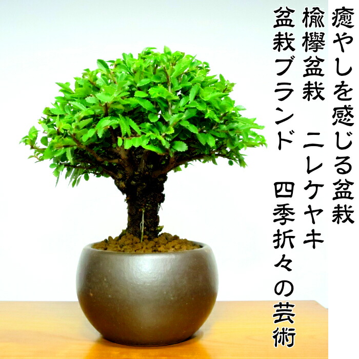 欅隅切盆(けやきすみきりぼん) 訳あり】 無塗装のお盆19 欅（けやき）【現品限り】2〜3人用
