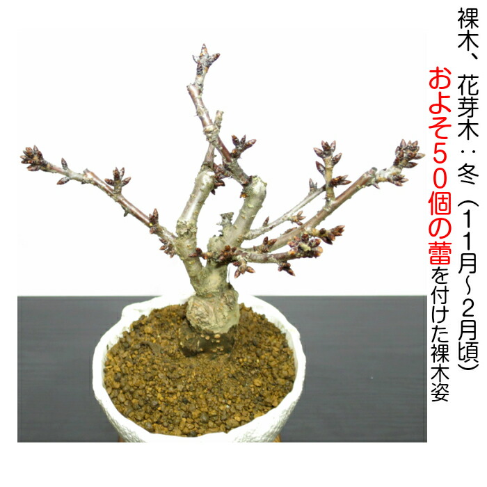 盆栽 鴇色 高品位 Ss順位 ものキャパシティー桜盆栽 50個以上のつぼみ随員 樹齢6一年 極太拠所一才桜盆栽 八重咲盆栽 ミニ 不慣れ人格者 室内 シック インテリア装飾 盆栽 付届 産まれる恒星日 還暦 御花ギフト 手みやげ 観葉植物 貨物輸送無料 あすイージー