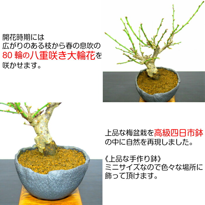 盆栽 プラム かっこ巧い 一レヴェル気位 宝石芍薬梅 80個以上の花芽運 中大輪花 白梅 樹齢5年間 極太かなめの梅盆栽 八重梅盆栽 盆栽 梅 特恵 信望 ミニ 調度品新緑の色 室内 梅盆栽 インテリア草木 植物 スーベニア Lanuitdessoudeurs Fr