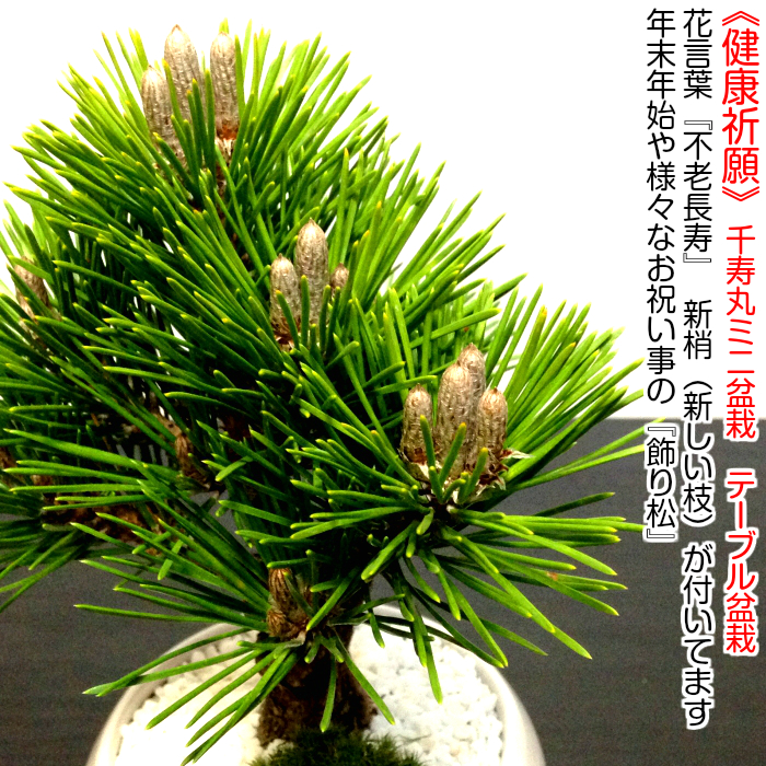 Bonsai New Year S Auious Kuromatsunai Plants Pine Black Gifts