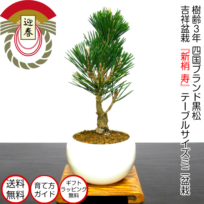 Bonsai New Year S Auious High Beauty Black Hue Plants Pine