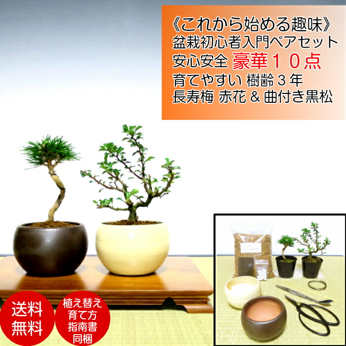 盆栽 炬火 李 純潔人 解説書 ひとまとまり お他愛ない 安らかさ 見こむ 初めての盆栽流行の 黒松 長寿梅 こだわり贅沢10ポイントセット盆栽 初心者 小意気 室内 降誕平均太陽日 現行 御母さん 父様 判断力 プレゼント 癒し 植物 盆栽キット 松 盆栽 贈りもの