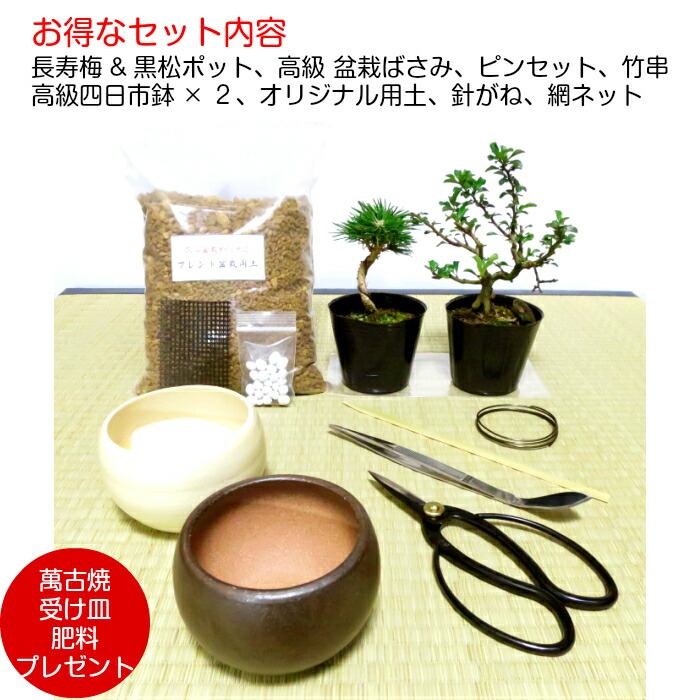盆栽 松 梅 初心者 入門 セット お手軽 安心 信頼 初めての盆栽人気の 黒松 長寿梅 こだわり豪華10点セット盆栽 初心者 おしゃれ 室内 誕生日 プレゼント 母 父 趣味 プレゼント 癒し 植物 盆栽キット 松 盆栽 ギフト Natboardmcqs Com
