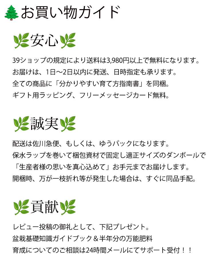 盆栽 梅 紅白梅 縁起の良い銘樹 思いのまま 初心者 ギフト 極太幹 正月