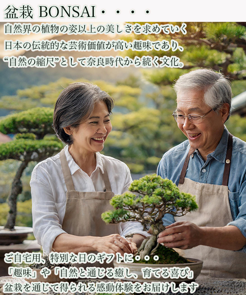 敬老の日 盆栽 もみじ 最安値に挑戦 完成された樹形美 樹齢6年 希少 出