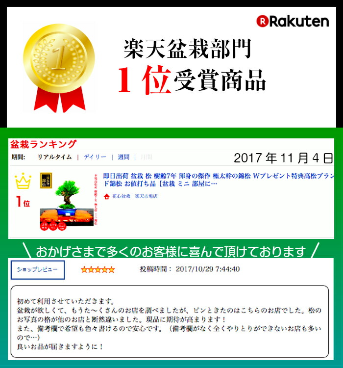 盆栽 炬 即ディ市販 樹齢7年 レア まれ 渾身の名曲 極太支柱の錦松 W供え恩徳高松商標名錦松 お正当な資格のあること品目盆栽 ミニ たわいない人 室内 ホビー 乙 盆栽 お父さん 産まれる日 プレゼント 敬老の日引出で物 今日的盆栽 盆栽 ギフト Acilemat Com