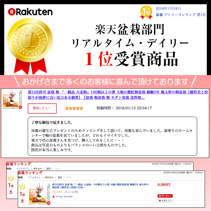 盆栽 酸桃 紅花 100個以上の蕾 明媚紅梅 樹齢5一年 極太拠りどころ 梅 盆栽 樹形ビューティーと枝振りが異常に愉快凄烈在る樹姿 盆栽 梅 初人格者 室内 送料無料 盆栽 お土産 産まれる年月 現在 開店祭 紋章高木 令協同 迎春 Barlo Com Br