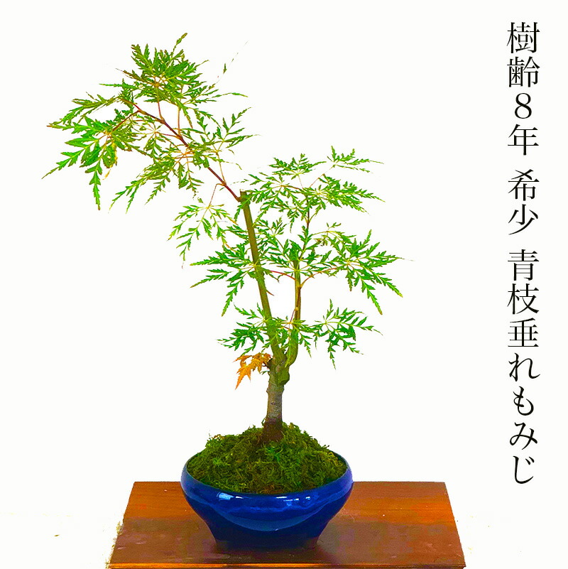 楽天市場】獅子頭もみじ 紅葉する盆栽 鉢植え ミニ盆栽 ギフト 贈り物