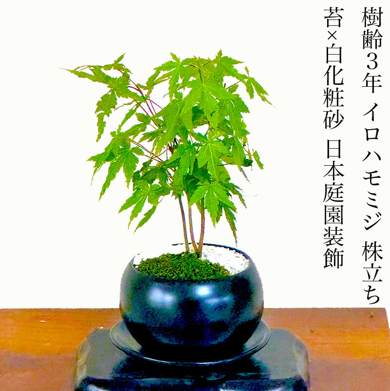 楽天市場】もみじ 盆栽 楽天ランキング1位 極美葉の曲付き荒皮