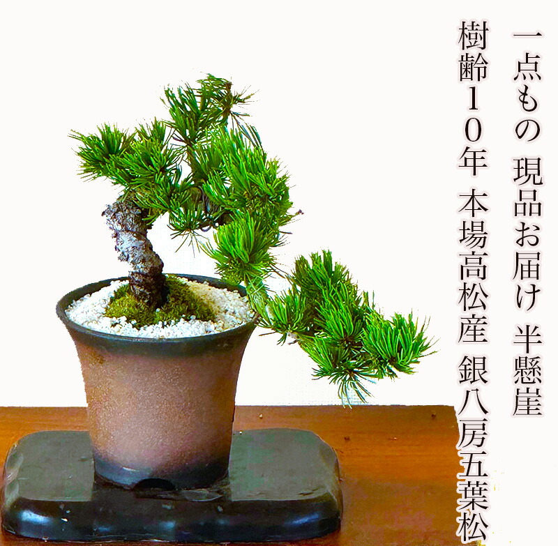 赤松盆栽　自然樹形　（変木） 赤松盆栽 自然樹形 （変木）