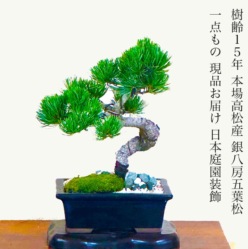 楽天市場】樹齢15年 双幹樹形 会津五葉松盆栽 最高峰品質 埼玉盆栽