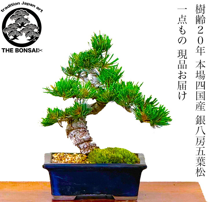 盆栽 松 五葉松 一点物 現品 樹齢20年 本場高松産 模様木 初心者の方でも安心育て方説明書付盆栽 松 趣味 人気 誕生日 ギフト 室内 お祝い 癒し 盆栽 ミニ フラワープレゼント 風水植物 インテリアグリーン 趣味 植物 ギフト｜花心盆栽　店 21,158円