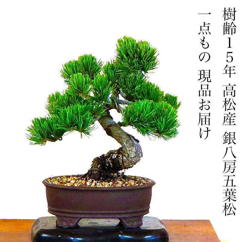 楽天市場】盆栽 松 一点物 現品出荷 樹齢20年 高松五葉松 寿福極太捻転