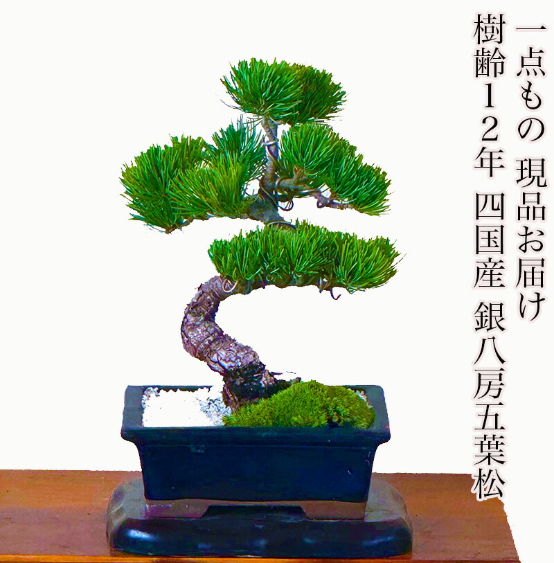楽天市場】盆栽 黒松 道具 セット 樹形美 樹齢5年 捻転幹 Wプレゼント