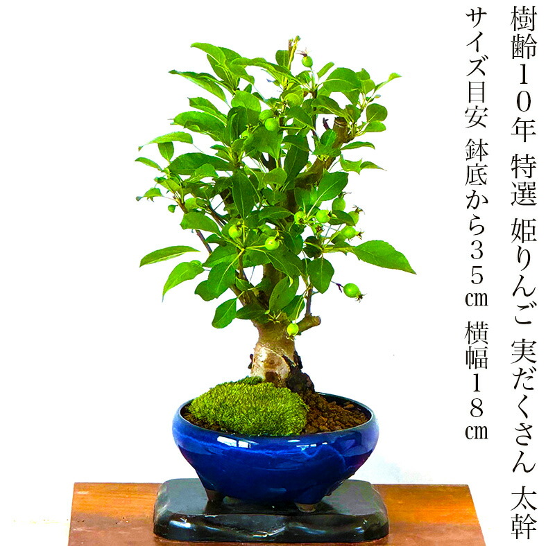 楽天市場】2025 敬老の日 父の日 四季を楽しむミニ盆栽 小藤（コフジ