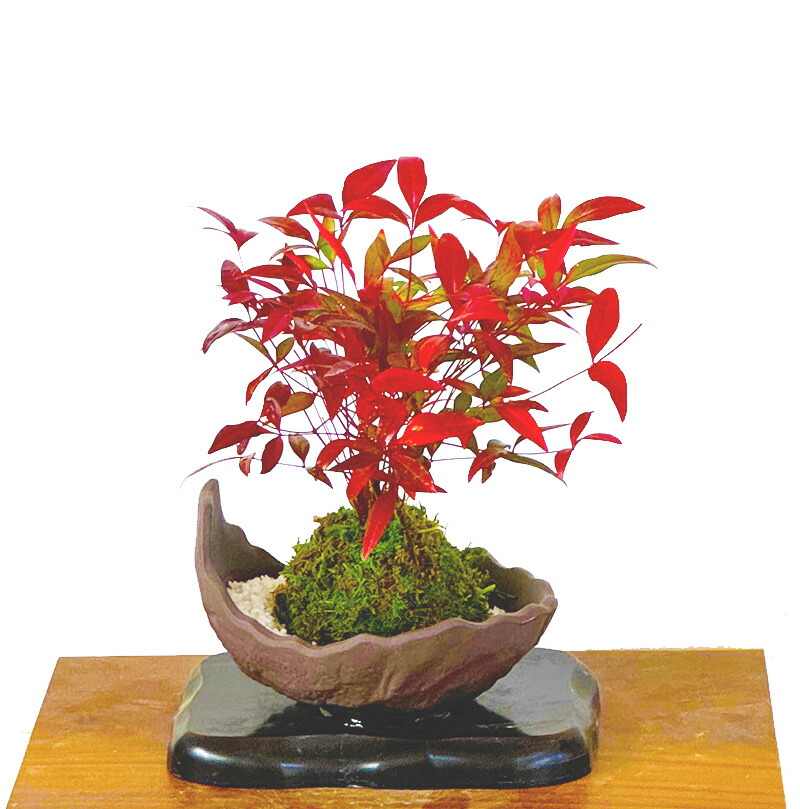 楽天市場】盆栽 苔玉 ガジュマルミニ観葉×盆栽 Wプレゼント《幸運招来