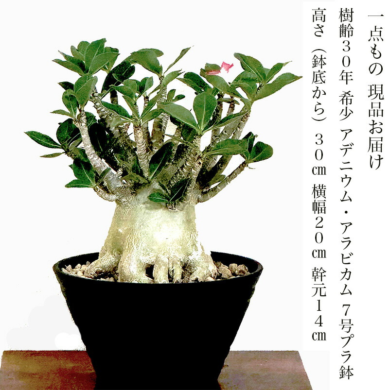 楽天市場】アデニウムアラビカム 樹齢30年 多肉植物 コーデック