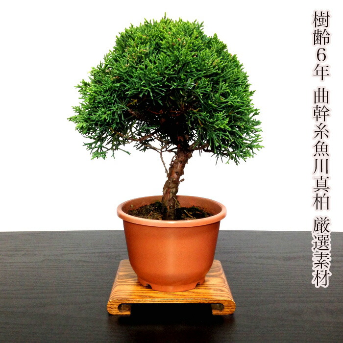 よ*も様 欅盆栽　ケヤキ盆栽　太幹　樹高12cm 素材　短寸サイズ良い　ミニ盆栽 欅盆栽 ケヤキ盆栽 太幹 樹高12cm 素材 短寸サイズ良い ミニ盆栽