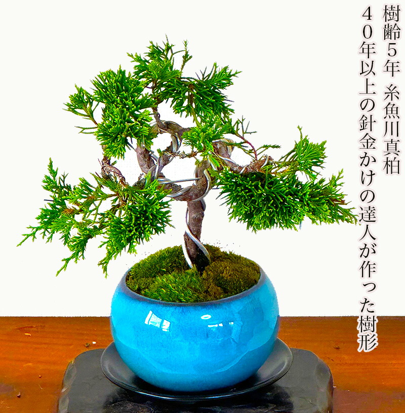 楽天市場】盆栽 真柏 樹齢5年 特撰 曲付 紀州 真柏 盆栽 Wプレゼント