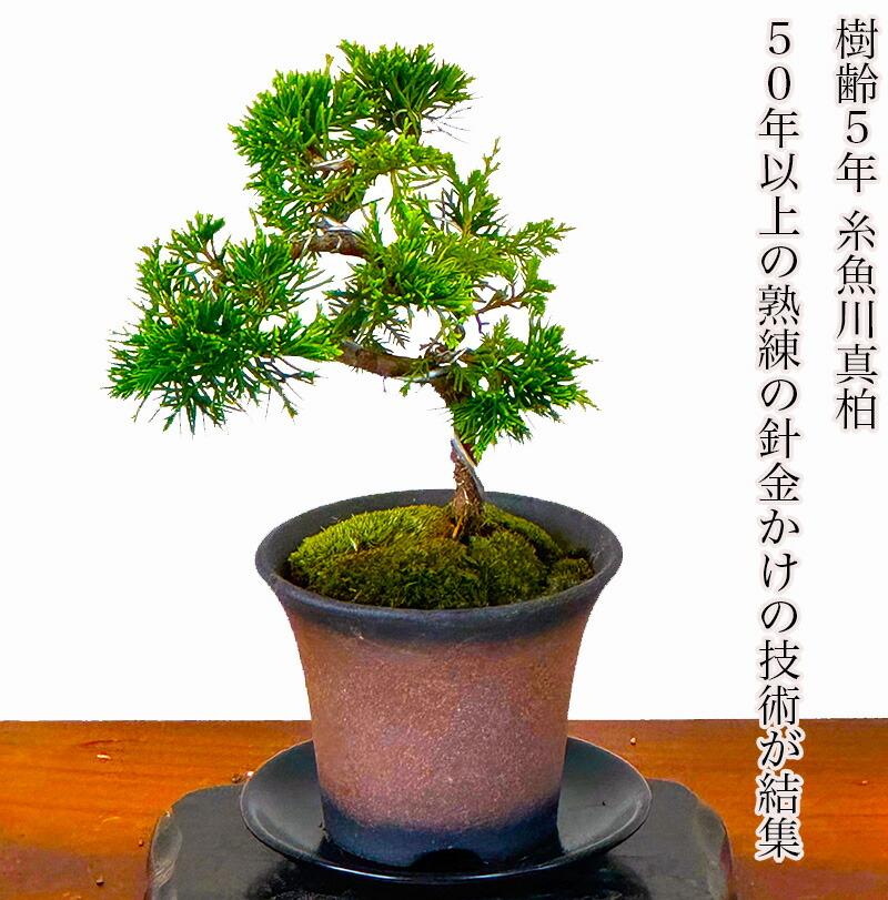 盆栽 『真柏』 インテリア 観葉植物 園芸 ガーデニング 送料無料 b164 真柏の盆栽。 枝の雰囲気が優しい、綺麗な盆栽です。 . #盆栽