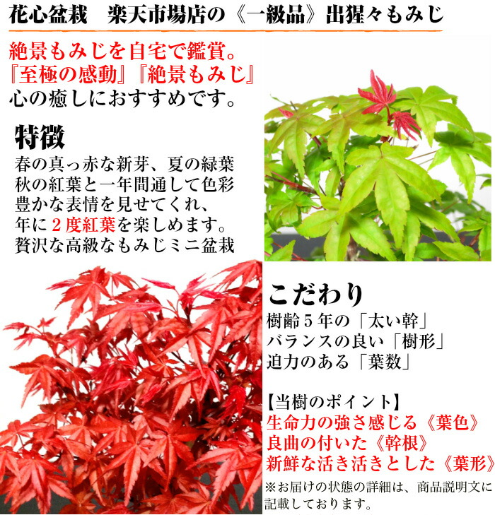 敬老の日 盆栽 もみじ 最安値に挑戦 完成された樹形美 樹齢6年 希少 出