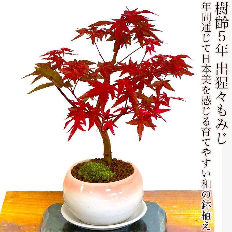 楽天市場】盆栽 山もみじ イロハモミジ 縁起物 おすすめ紅葉 楽天市場】盆栽 山もみじ イロハモミジ 縁起物 おすすめ紅葉