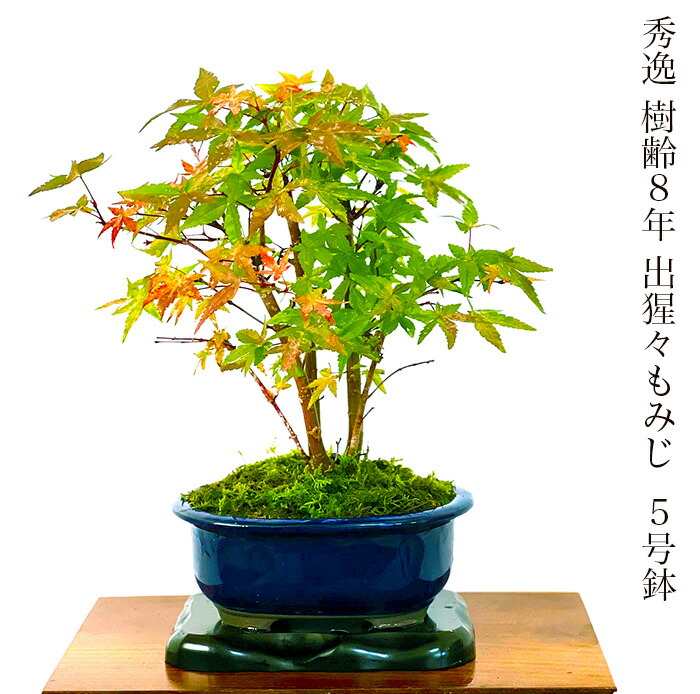 もみじの盆栽と石灯籠 京の奥座敷・貴船もみじ灯篭（2024年） | 京都・貴船の紅葉を楽しもう