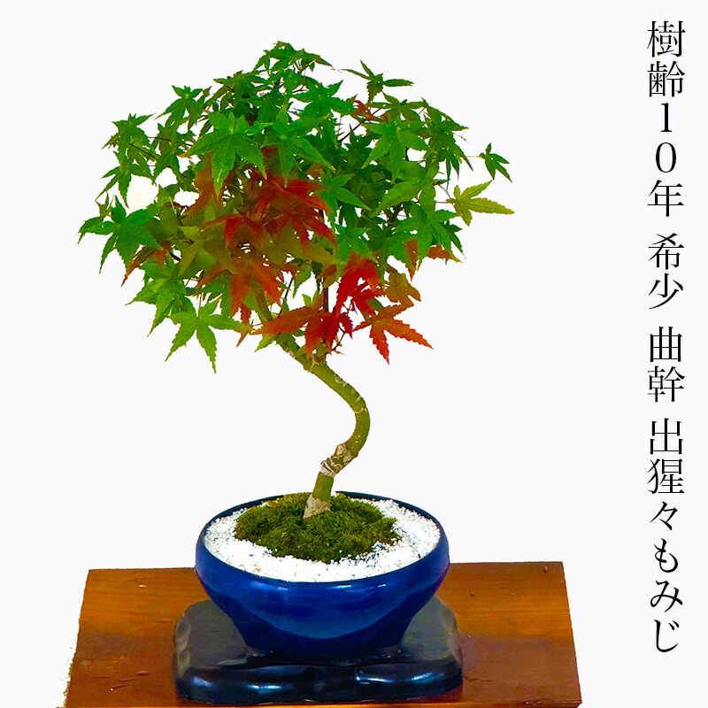 盆栽 もみじ 希少 レア 樹齢10年 曲幹 出猩々もみじ 選べる3種鉢 Wプレゼント特典高級四日市鉢 高品質苔世界 苔リウム【盆栽 もみじ 紅葉 送料無料 誕生日 プレゼント 開店祝い 還暦 フラワーギフト 癒し 秋インテリア 観葉植物 盆栽ギフト】｜花心盆栽　店