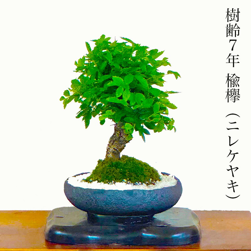 楽天市場】「極上」楡欅盆栽 Wプレゼント特典【最高峰品質 埼玉