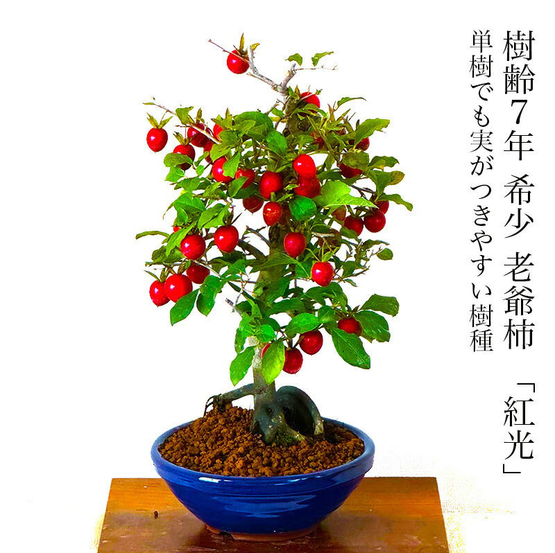 ローヤ柿・赤透（正木実付）老鴉柿・老爺柿・ロウヤガキ 実付き 》 ロウヤガキ （ 老鴉柿 ） 『 紅光 』 5号鉢植え 老爺柿
