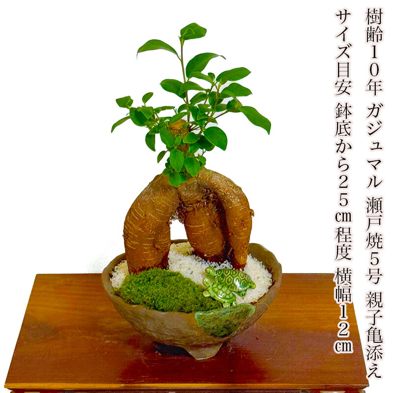 楽天市場】盆栽：ガジュマル2本寄せ*＜瀬戸焼鉢＞苔＆富士砂＆石付き
