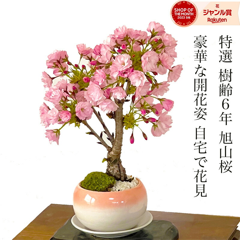 父の日差し上げ物盆栽特集