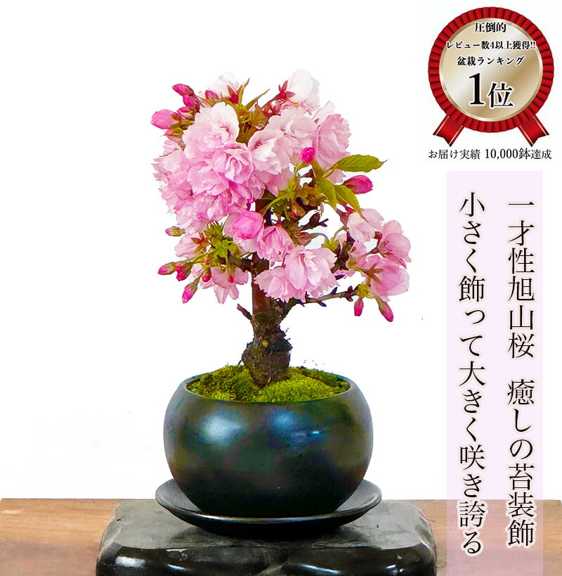 nemu様 Witch Watch Choconose Premium Figure - Nemu Miyao – JumpIchiban