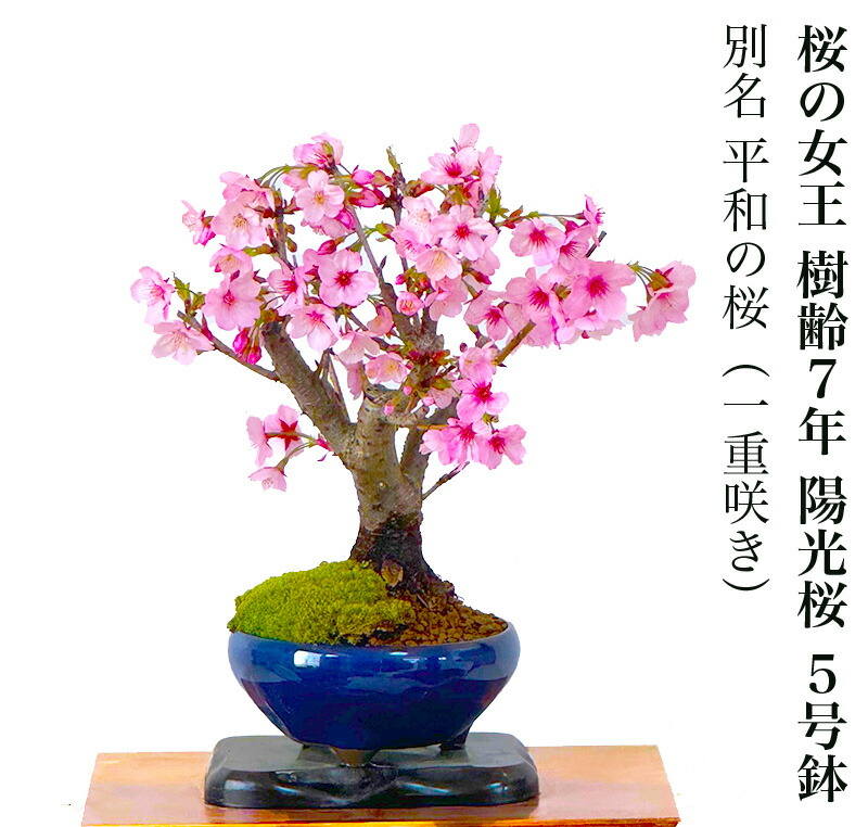 楽天市場】盆栽 桜 陽光桜 樹齢6年 一重咲き 太幹 平和の桜 桜の女王