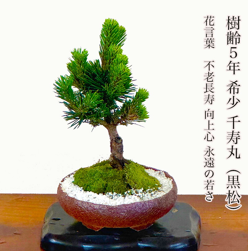 錦松盆栽　超極太　究極の逸品！　★美しい樹形と大きく割れた幹が超魅力！ 楽天市場】盆栽 松 楽天ランキング1位 樹齢8年 渾身の傑作 極太
