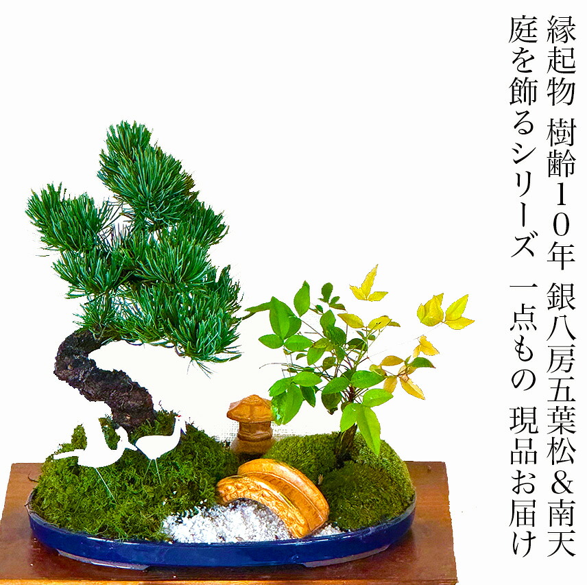 盆栽 松 五葉松 南天 飾る庭 日本庭園 ギフト 和植物 お家で鑑賞 ミニ盆栽 趣味 縁起物 開店祝 誕生日祝盆栽 松 室内 初心者 お祝い 還暦 敬老の日 父の日 プレゼント 癒し｜花心盆栽　店