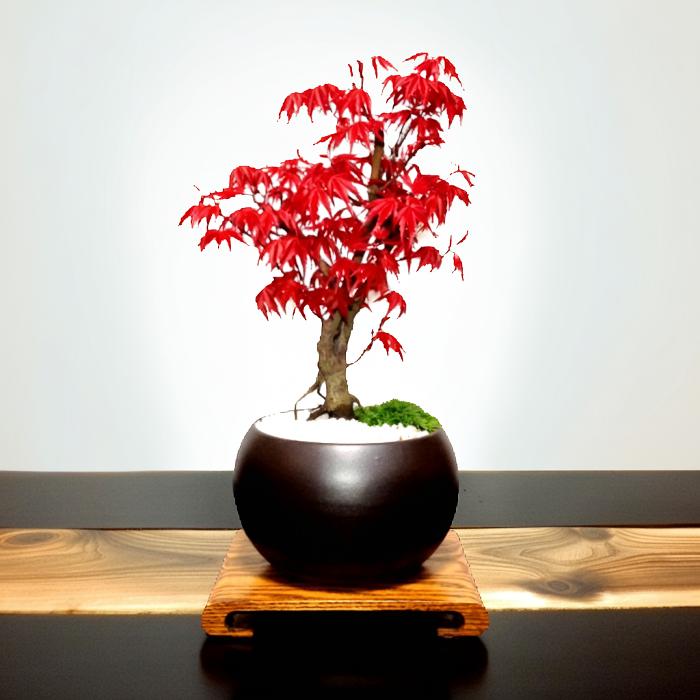 紅葉　もみじ　出猩猩　小品盆栽　ミニ盆栽 出猩々 もみじ ミニ盆栽 | BRIDGE GARDEN