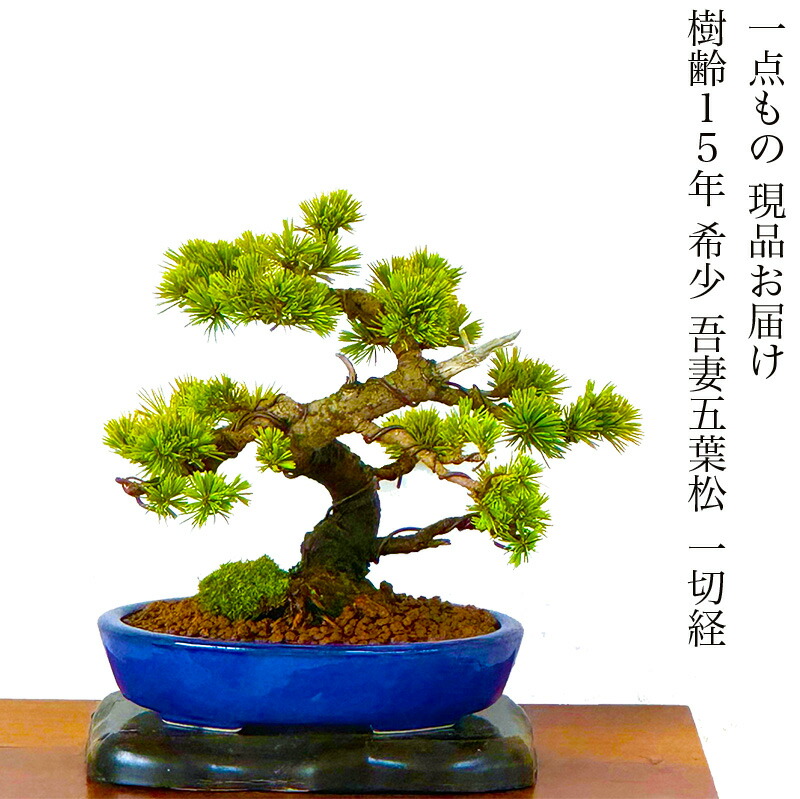 那須五葉松盆栽 5-6 那須五葉松盆栽 5-6