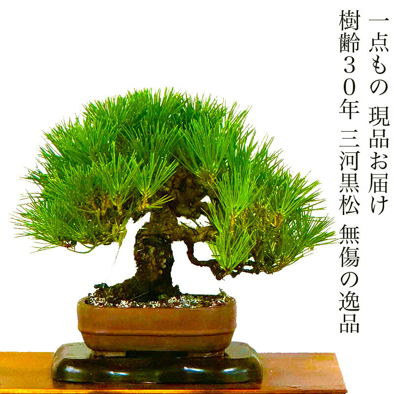 楽天市場】盆栽 真柏 樹齢30年 高級 一点物 糸魚川真柏【最高峰 楽天市場】盆栽 真柏 樹齢30年 高級 一点物 糸魚川真柏【最高峰
